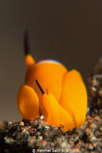 Siphoptheron sp 6.
One of the smallest nudibranches. by Mehmet Salih Bilal 